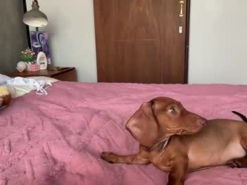 Screenshot from cuddlymoanas live webcam sex show